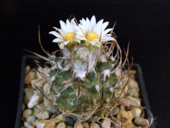 Turbinicarpus pseudomacrochele ssp. krainzianus 1.jpg