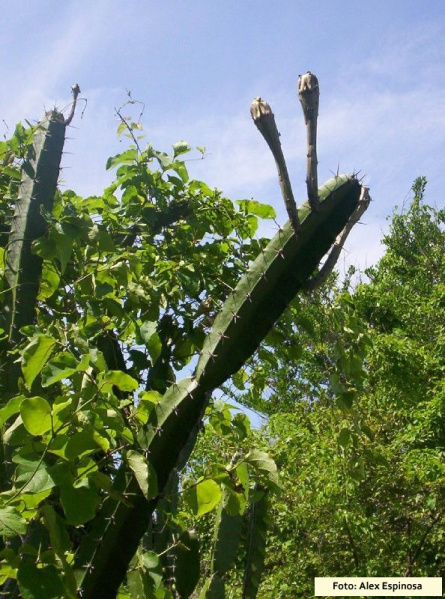 Файл:Acanthocereus tetragonus 5.jpg