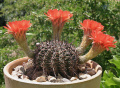 Echinopsis aurea ssp. aurea var. dobeana