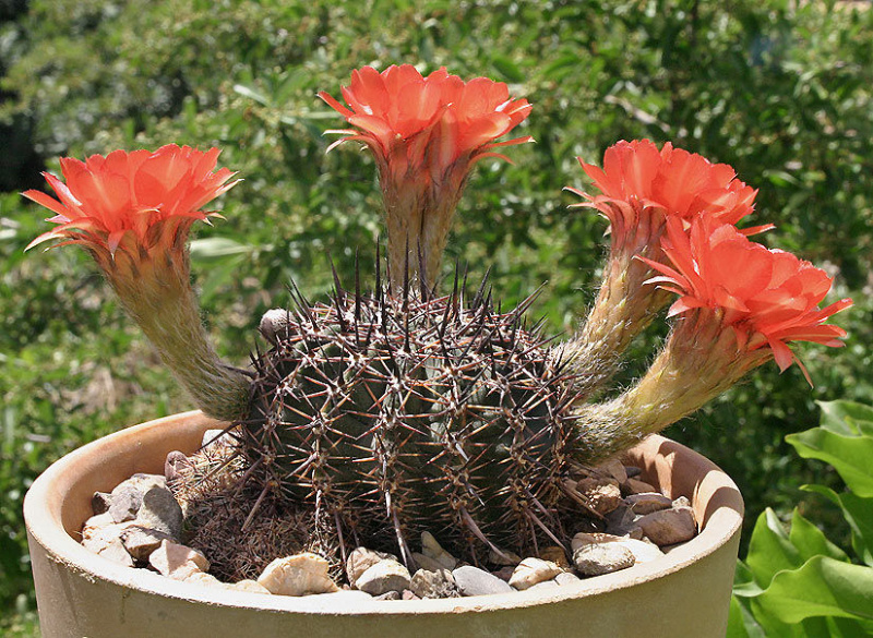 Файл:Echinopsis aurea var. dobeana.jpg