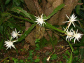 Epiphyllum hookeri ssp. pittieri