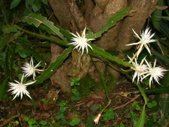 Epiphyllum hookeri subsp. pittieri 1h.jpg
