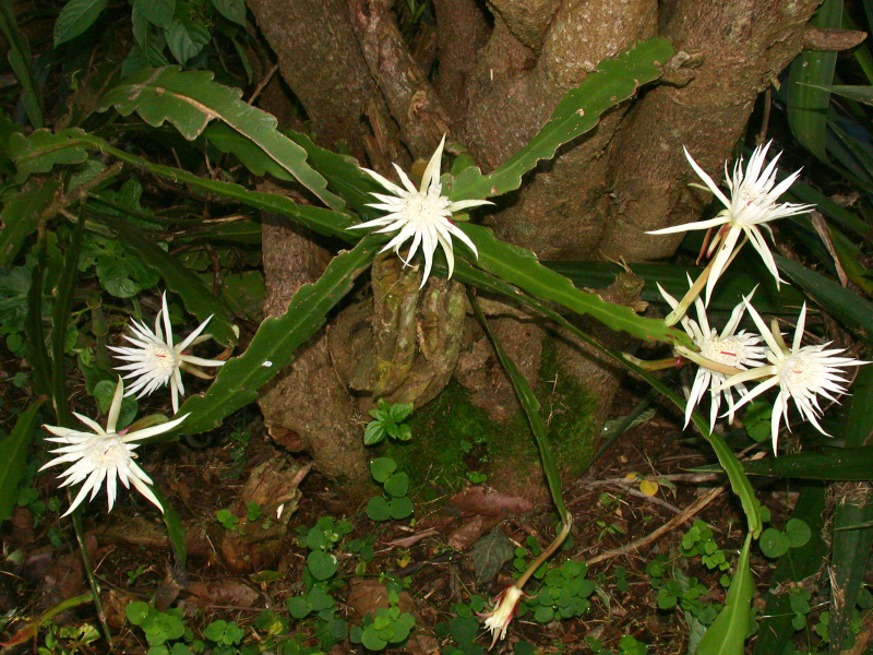 Файл:Epiphyllum hookeri subsp. pittieri 1h.jpg