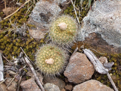 Frailea pumila 221.JPG