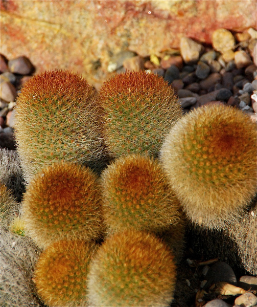 Файл:Mammillaria eriacantha 0.jpg
