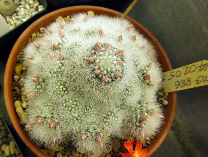 Файл:Mammillaria schwarzii.JPG