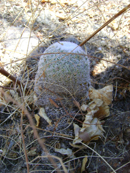 Файл:Mammillaria supertexta 4b.jpg