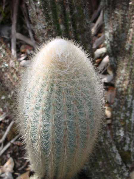 Файл:Micranthocereus purpureus 2.jpg