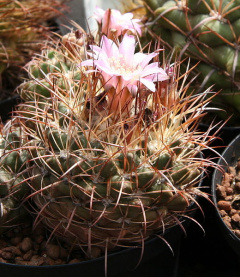 Neowerdermannia vorwerkii 2.jpg