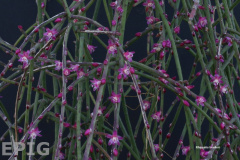 Rhipsalis hoelleri.jpg