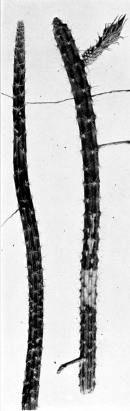 Файл:Selenicereus vagans.jpg