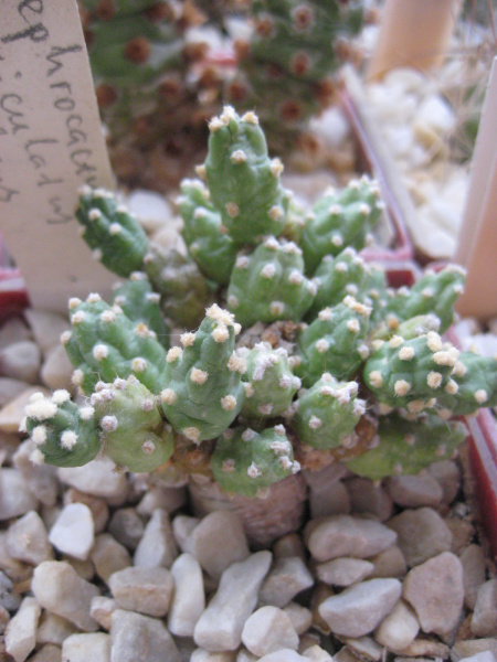 Файл:Tephrocactus articulatus var.calvus.jpg