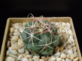 Thelocactus hexaedrophorus ssp. lloydii var. major HK1608