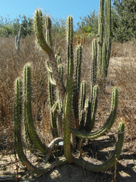 Файл:Trichocereus cuzcoensis 90.JPG
