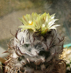 Turbinicarpus schmiedickeanus ssp. flaviflorus 1.jpg