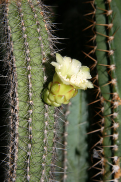 Brasilicereus phaeacanthus ssp. breviflorus.jpg