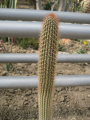 Cleistocactus parviflorus