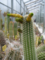 Cleistocactus ritteri 3.jpg
