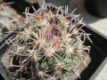 Coryphantha kracikii