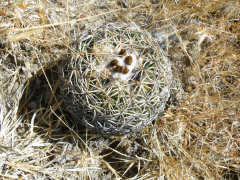 Coryphantha retusa 01.jpg