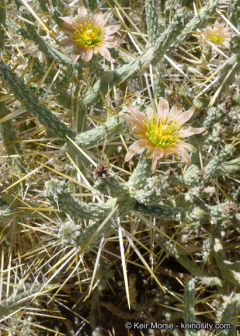 Cylindropuntia ramosissima 1214.jpeg
