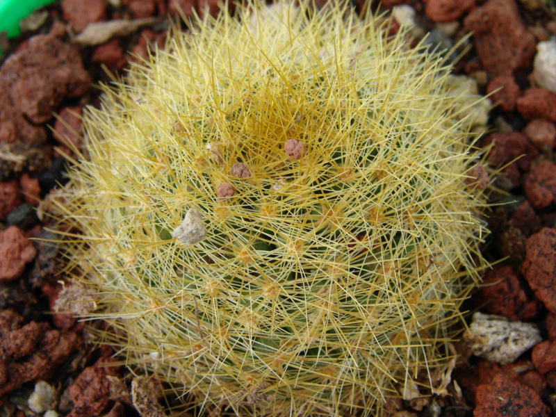 Файл:Mammillaria anniana 1.jpg