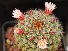 Mammillaria fittkaui~2.jpg