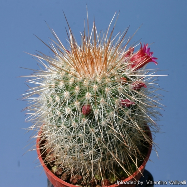 Файл:Mammillaria nunezii 12076.jpg