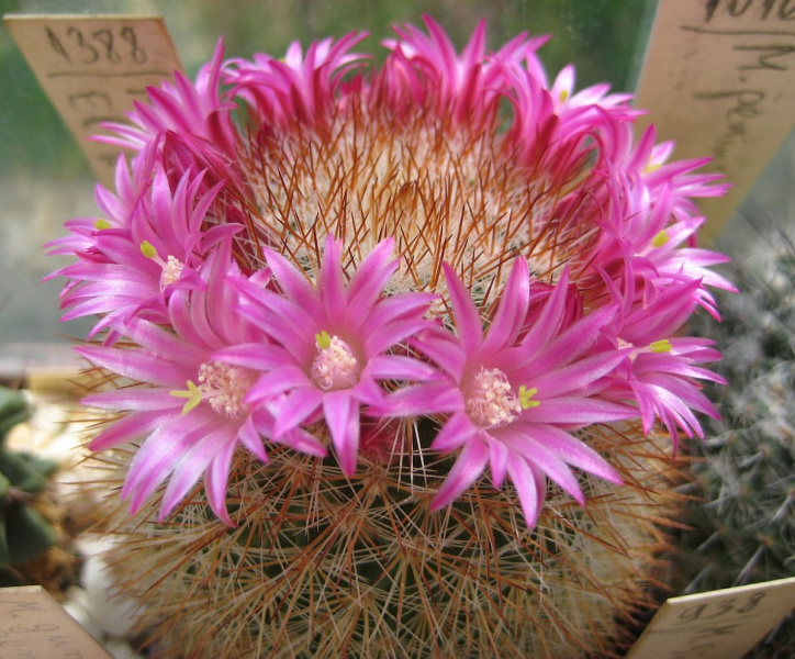 Файл:Mammillaria sp.El Kikos.jpg