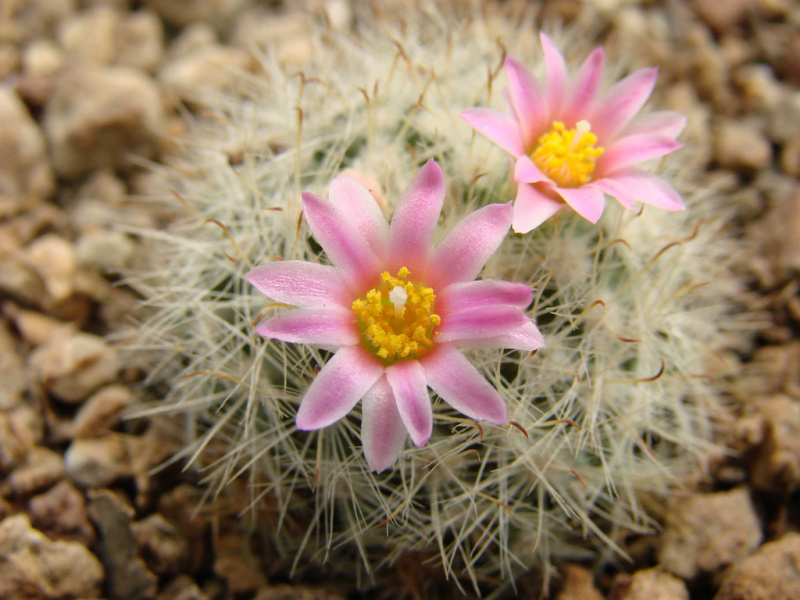 Файл:Mammillaria tepexicensis 0.jpg