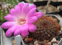 Rebutia pulchra.jpg