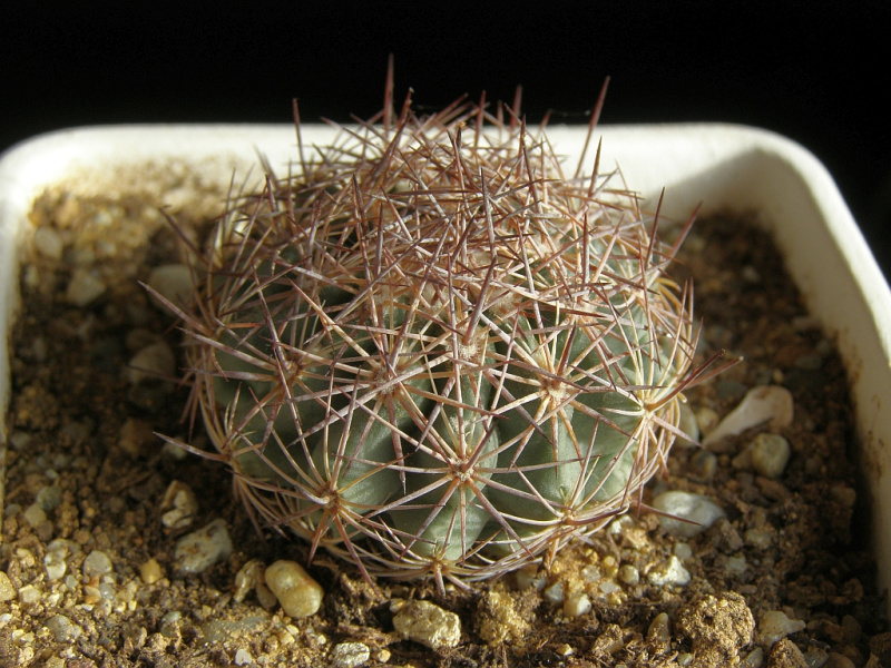 Файл:Sclerocactus dasyacanthus.jpg