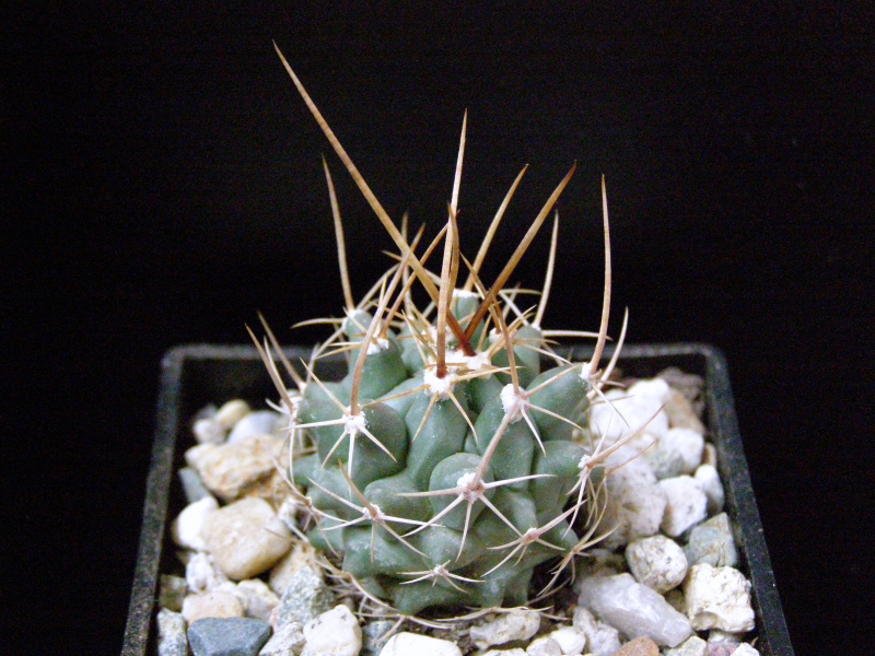 Файл:Thelocactus rinconensis var. palomaensis.JPG