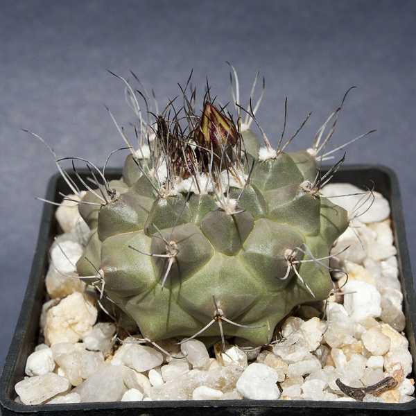 Файл:Turbinicarpus swobodae 0726.jpg