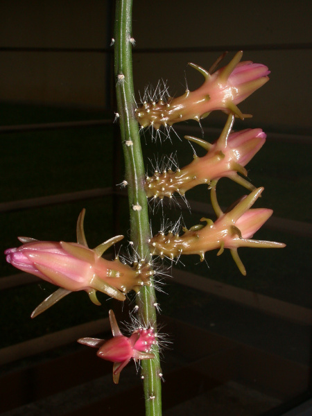 Файл:Weberocereus tunilla 1.jpg