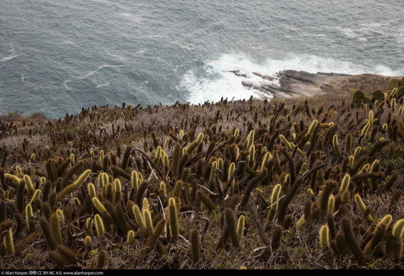 Файл:Bergerocactus emoryi 3h.jpg