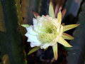 Cereus jamacaru ssp. jamacaru 1.jpg