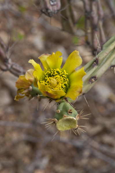 Файл:Cylindropuntia thurberi 2572.jpeg