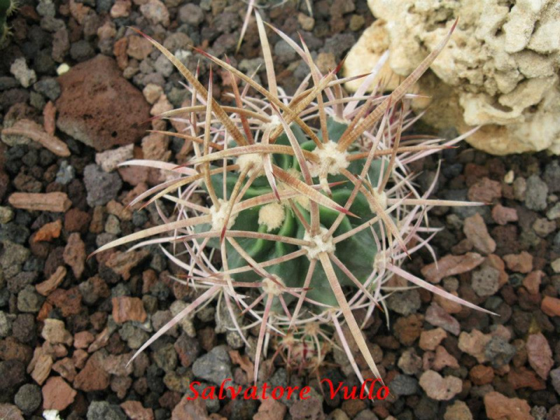 Файл:Echinocactus parryi 1.jpg