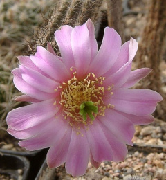 Echinocereus schmollii.jpg