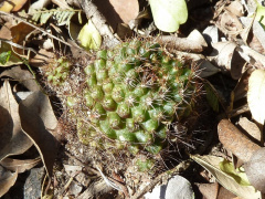 Frailea schilinzkyana ssp. concepcionensis.JPG