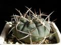 Gymnocalycium carminanthum BKS113.jpg