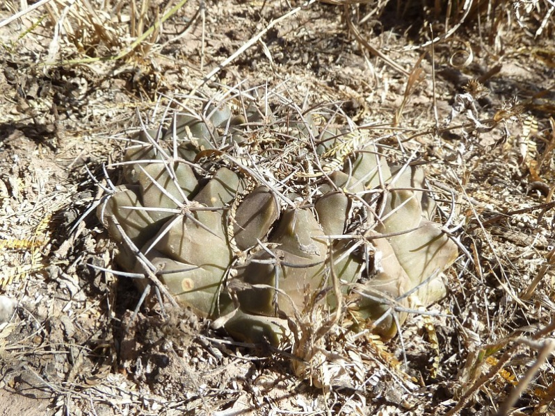 Файл:Gymnocalycium marsoneri ssp. matoense 2.JPG