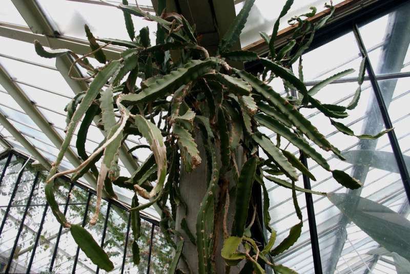 Файл:Hylocereus monacanthus 0.jpg