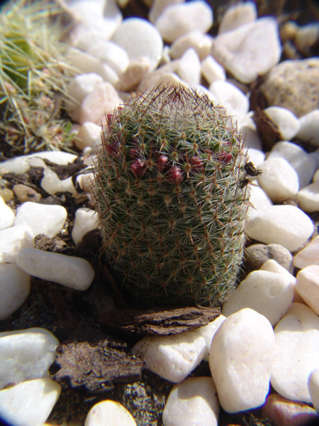 Файл:Mammillaria huitzilopochtli ssp huitzilopochtli w600.jpg