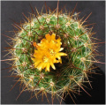 Parodia comarapana 01.jpg