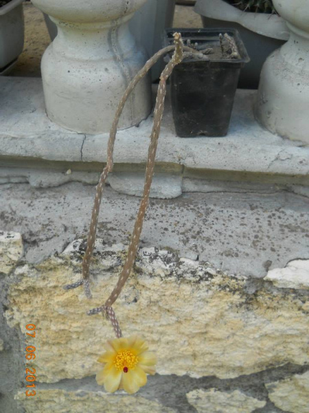 Файл:Pterocactus tuberosus 1.jpg