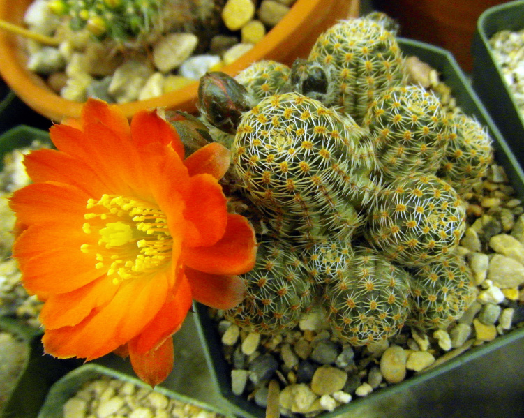 Файл:Rebutia pygmaea 1.JPG