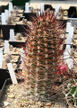 Austrocactus spec.