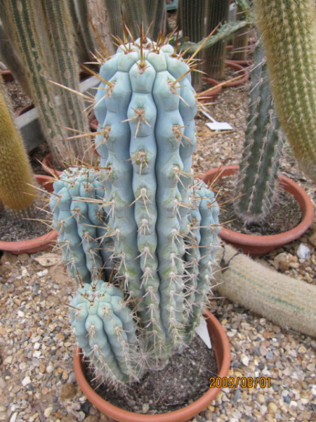 Файл:Browninigia hertlingiana 3.jpg